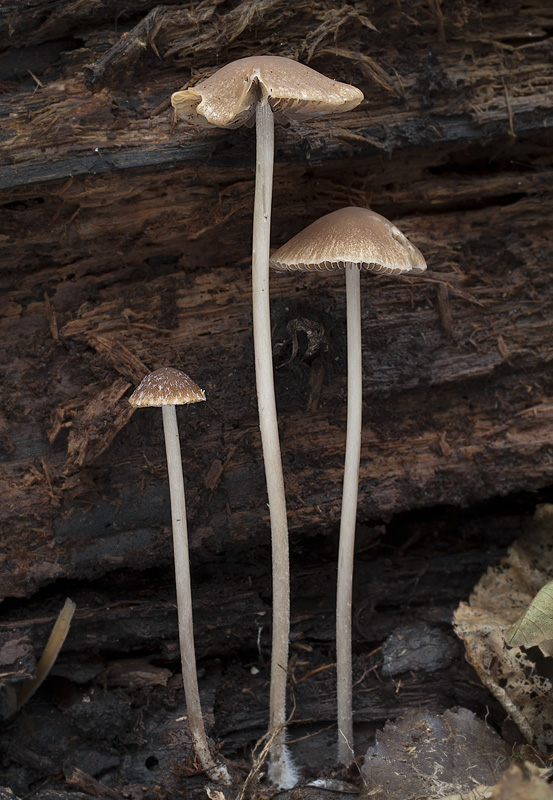 Psathyrella microrrhiza